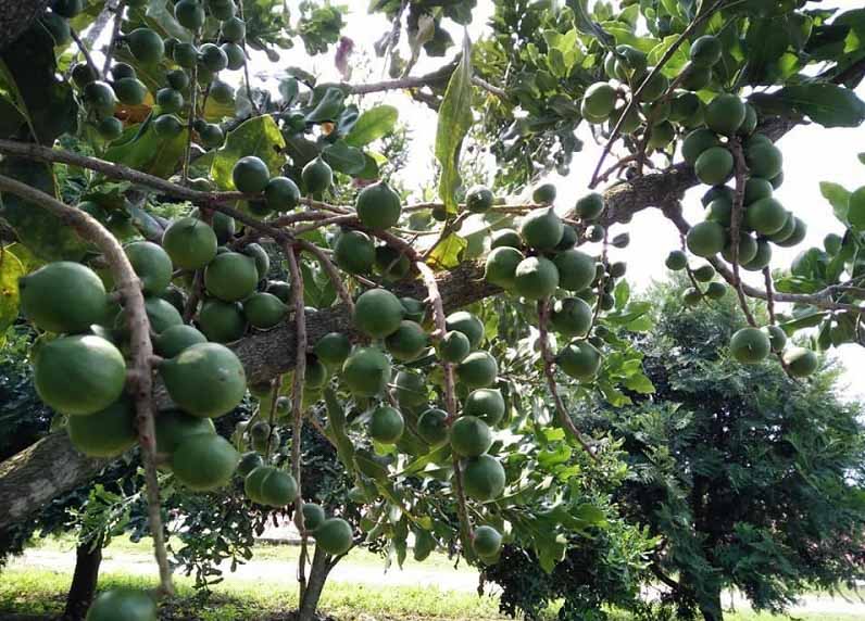 trồng macca ở Đăk Nông