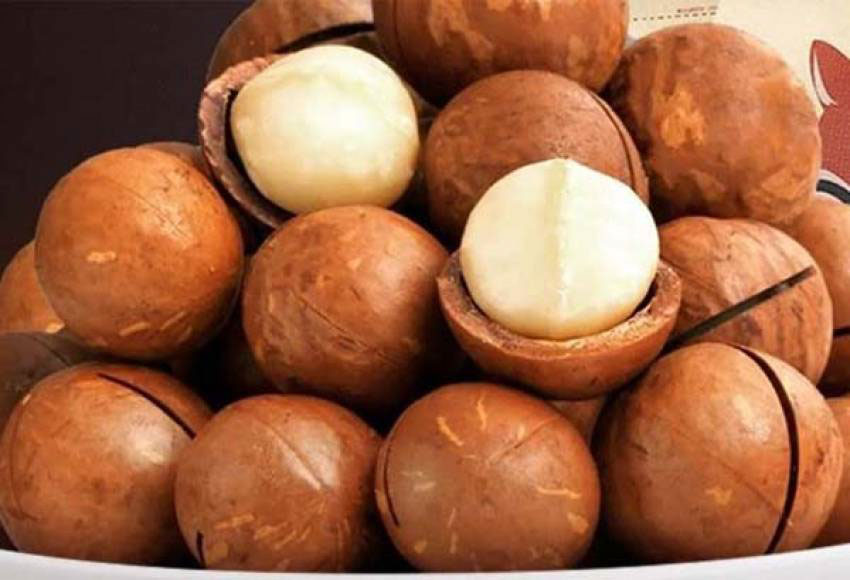 Phân biệt hạt macca Trung Quốc