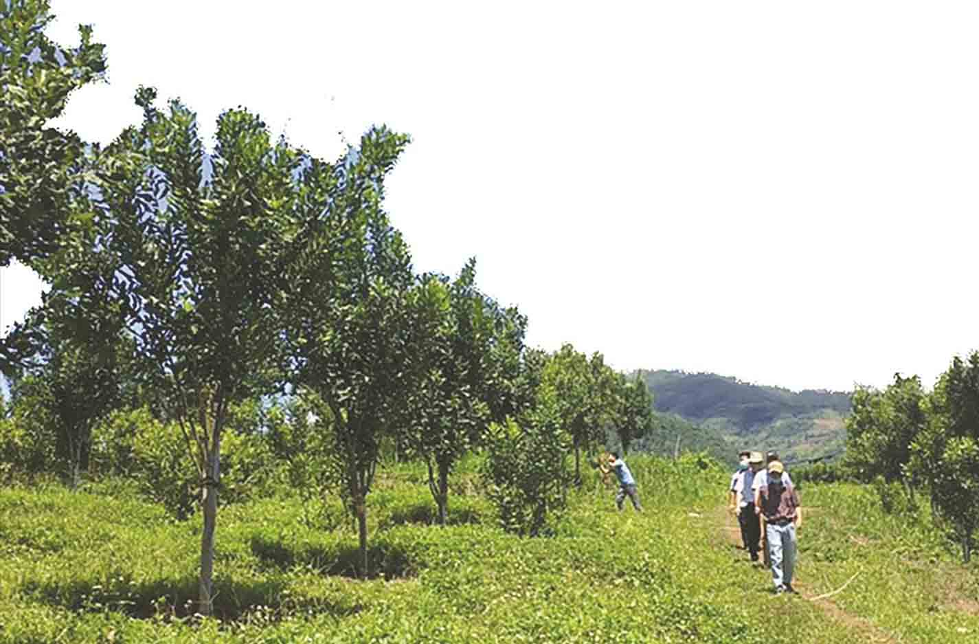 trồng macca ở Tây Bắc