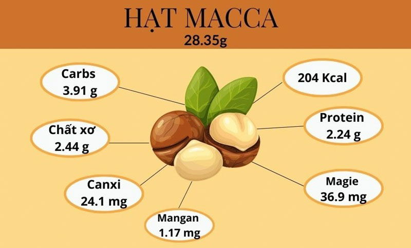 Vì sao hạt macca hỗ trợ giảm cân