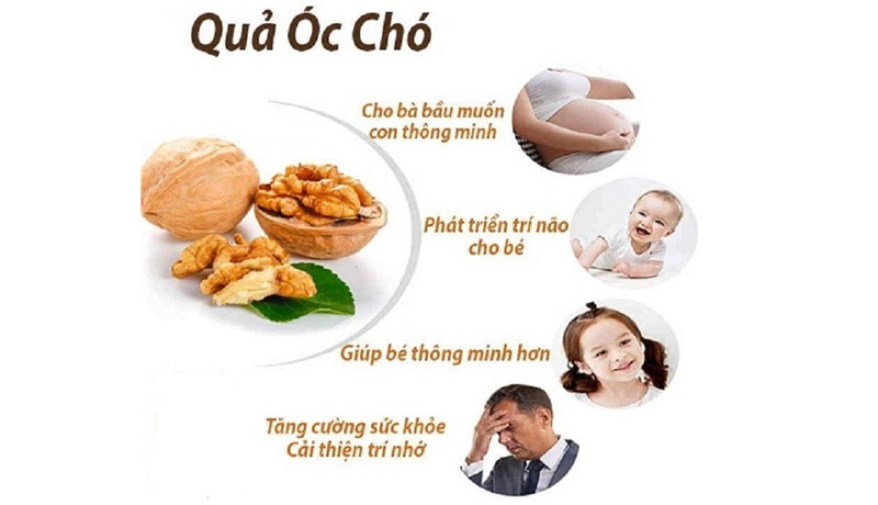 Lợi ích của hạt óc chó