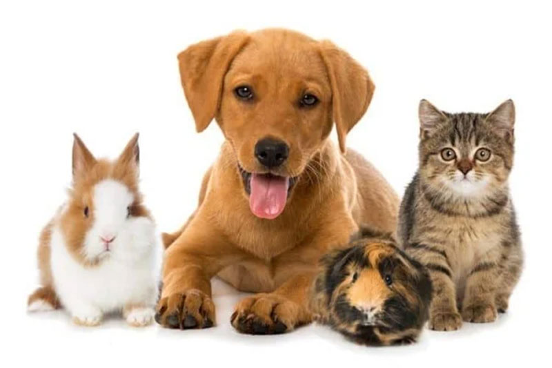 Độc tính với động vật