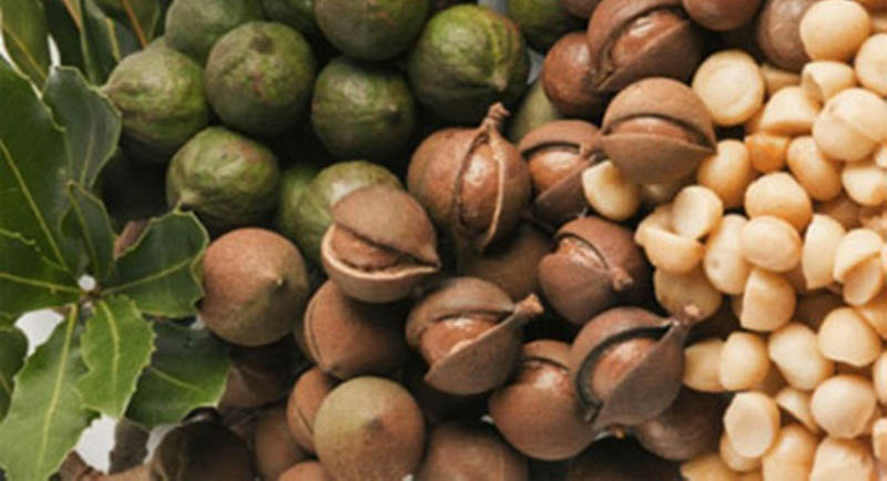 Mẹo bảo quản hạt macca hiệu quả