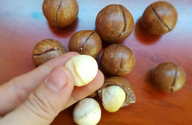 Lưu ý khi ăn hạt macca sống