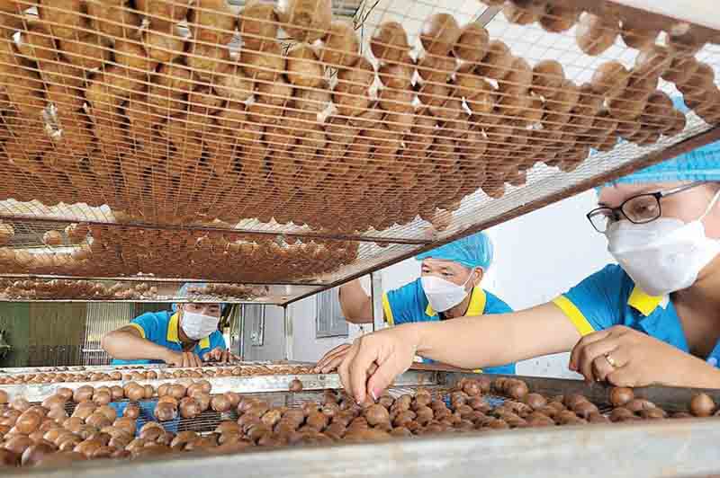 Quy trình sản xuất hạt macca: Từ vườn đến bàn ăn 2025